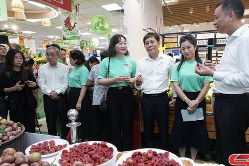 Mận hậu Sơn La chinh phục thị trường lớn