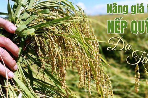 Khai thác giá trị Nếp Quýt Đạ Tẻh