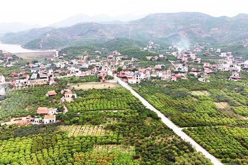 Bắc Giang: Gần 120 tỷ đồng xây dựng tuyến đường vào vùng vải thiều xuất khẩu