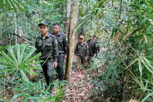 Tháo gỡ 270 bẫy dây trong lâm phận Ban Quản lý rừng phòng hộ Nam Giang