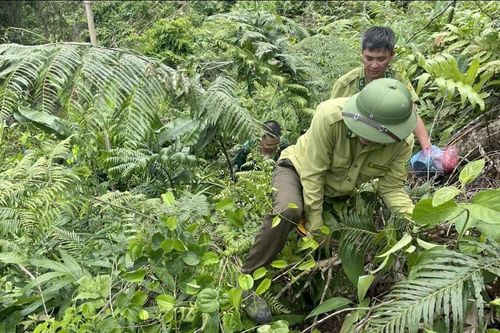 Bảo Lâm phát hiện và xử lý 20 vụ vi phạm về lâm nghiệp