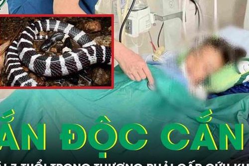Rùng mình: Rắn độc chui từ điều hòa ra cắn bé gái 7 tuổi trọng thương
