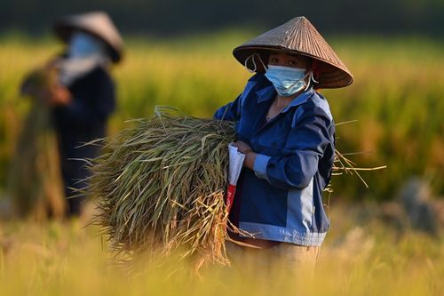 Từ 1/7, nông dân được vay 300 triệu đồng không cần thế chấp