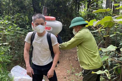 Sâu róm lại xuất hiện gây hại rừng thông phòng hộ ở Hà Tĩnh