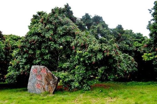 'Sửng sốt' cây vải cho quả 2 tỷ đồng/trái không đủ bán