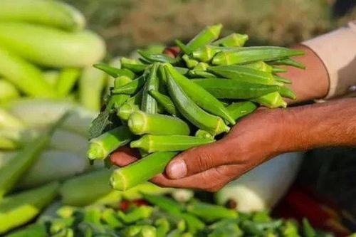 Các nhà khoa học phát hiện rau quen thuộc là khắc tinh của vi nhựa