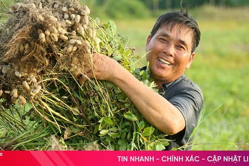 Giống lạc mới được mùa, nông dân Nghi Xuân phấn khởi