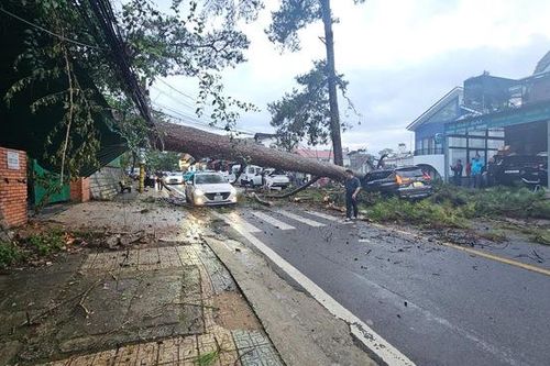 Mưa lớn, thông cổ thụ tại Lâm Đồng đổ, đè bẹp xe hơi đang chạy