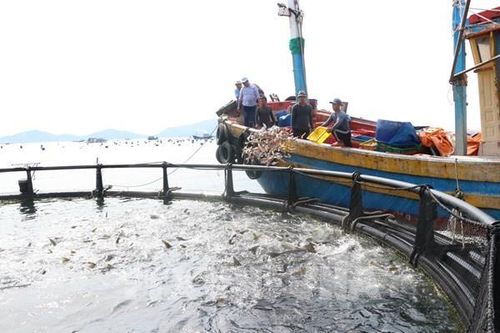 Từ đánh bắt sang nuôi biển: Cuộc cách mạng xanh trong ngành thủy sản