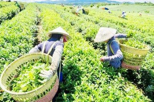 Phú Lương, Thái Nguyên: Nhiều mô hình thiết thực giúp đồng bào dân tộc thiểu số giảm nghèo