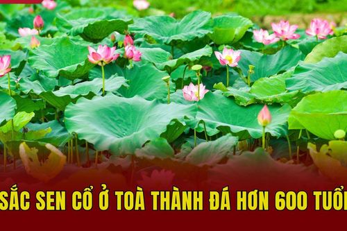 Sắc sen cổ ở tòa thành đá hơn 600 tuổi