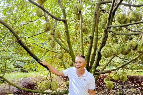 Trồng sầu riêng mini trên đất đồi dốc