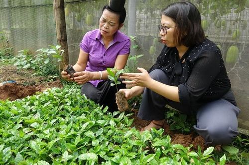 Quản lý chất lượng giống cây cà phê