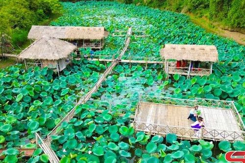 Đầm sen khoe sắc giữa núi rừng