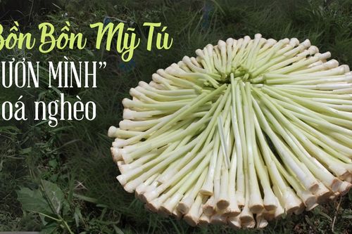 Bồn Bồn Mỹ Tú 'vươn mình' xóa nghèo
