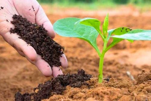Ngành phân bón bước vào chu kỳ tăng trưởng mới nhờ chính sách thuế và nhu cầu phục hồi