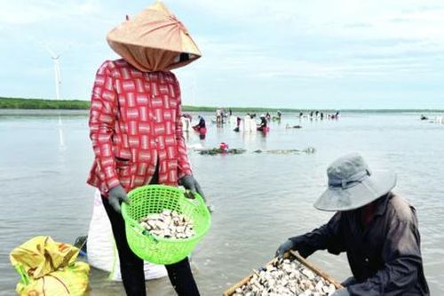 Khai thác đặc sản địa phương, nhiều HTX ở Bến Tre mang lại nguồn thu ổn định cho thành viên