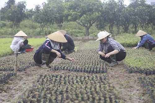 Trao cơ hội cho phụ nữ làm chủ kinh tế