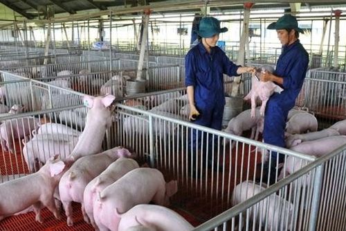 Người chăn nuôi chưa đặt niềm tin vào vaccine