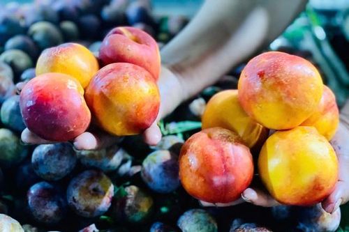Thực hư về nguồn gốc của loại đào trơn đang bán tràn lan thị trường