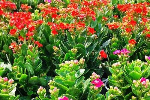 Vị trí đặt cây sống đời trong nhà giúp thu hút tài lộc và kích hoạt vận may