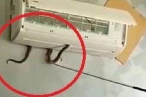 Từ vụ bé gái bị rắn cạp nia chui từ điều hòa ra cắn: Cách xử lý khi bị rắn cắn
