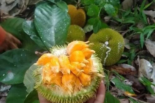 Mít 'tí hon' 70.000 đồng/kg gây sốt chợ mạng