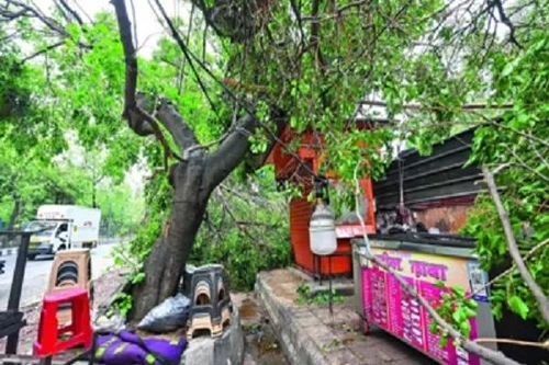 Cành cây gãy làm đứt dây điện, hai thiếu niên tử vong