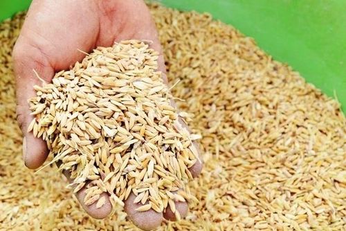 Hỗ trợ cấp 160 tấn hạt giống lúa cho Thành phố Huế khắc phục thiệt hại bão số 1