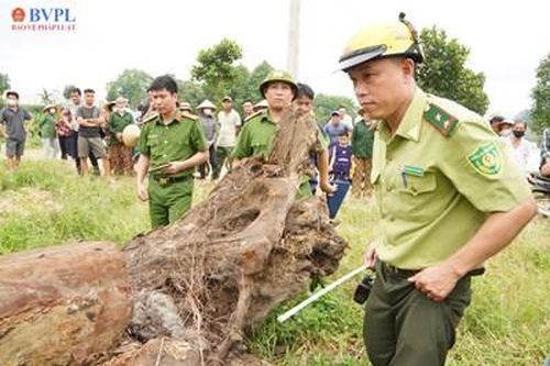 Xót xa hàng loạt cây lim xanh cỡ lớn bị triệt hạ