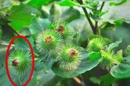 Cỏ dại người thường không ai hái, ai tinh mắt đem bán bỗng vớ được 'mỏ tiền'