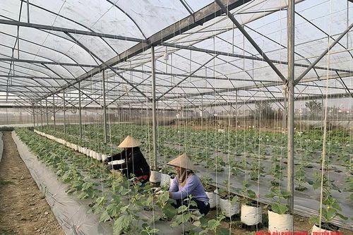 Những dòng vốn đầu tư thay đổi diện mạo đồng quê