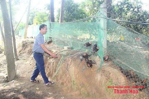 Chàng kỹ sư mỏ về quê khai phá vùng đồi