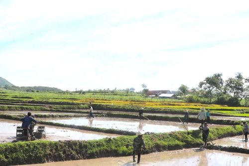 Mùa gieo sạ trên cánh đồng Đê Bar