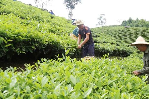 Mường Khương: Sản lượng chè búp tươi đạt hơn 25,7 nghìn tấn