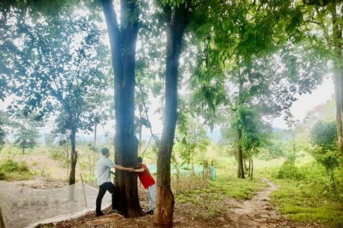 Mang rừng về lại bản