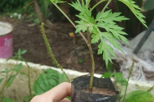 Thứ cây mọc đầy vườn, tưởng chỉ để ăn, ai ngờ lại là 'bùa hộ mệnh' cực mạnh trước cửa nhà
