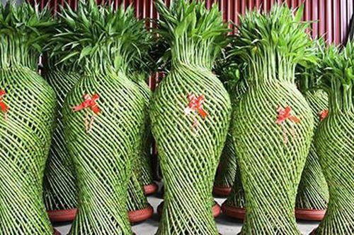 Đây là lý do đặc biệt vì sao nên trồng các loại cây phong thủy?