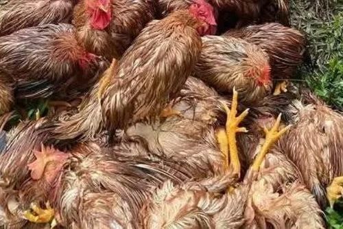 Thái Nguyên: Hơn 75.000 gà vịt chết trong mưa lũ