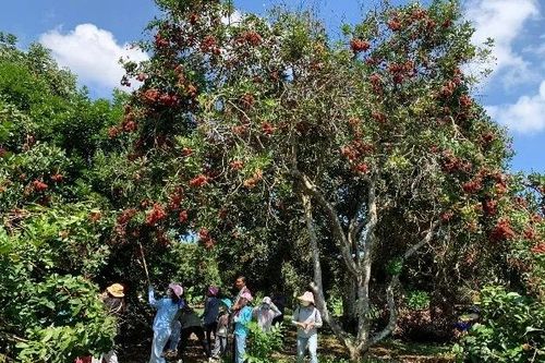 Miệt vườn miền Tây vào mùa trái chín, hút khách tấp nập