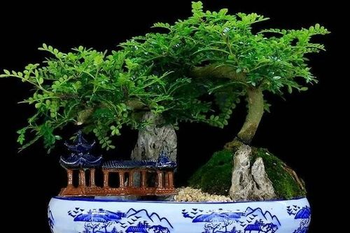 3 loại cây hút lộc nhà giàu chuộng trồng trong nhà