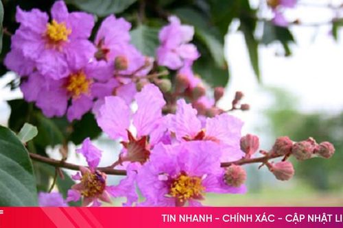Họp lớp: Tím là để mộng mơ!