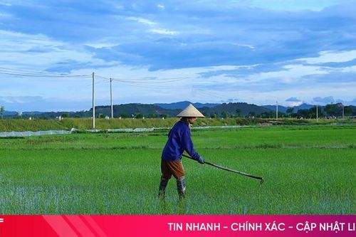 Khi cây lúa lên xanh