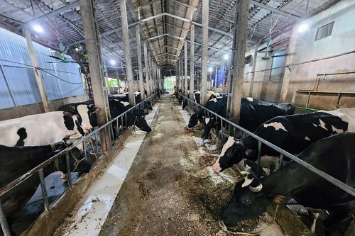 Thông tin sai lệch trên mạng xã hội tác động tiêu cực đến sản xuất, chăn nuôi bò sữa ở Ba Vì