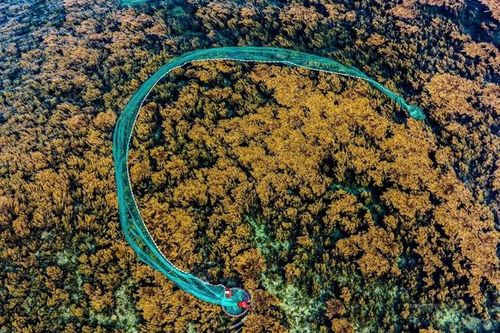 Khám phá vẻ đẹp quyến rũ của 'cánh đồng rong mơ' trên biển Nhơn Hải