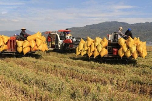 Lộc Trời vật lộn trong khủng hoảng