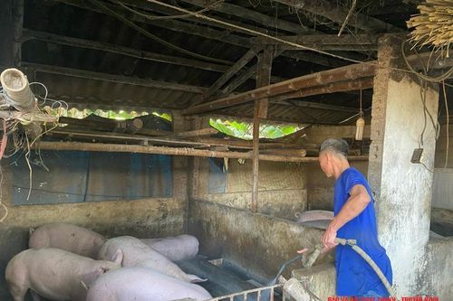 Bảo đảm an toàn cho đàn vật nuôi mùa nắng nóng