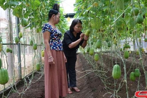 Hiệu quả mô hình ứng dụng IPHM vào canh tác trên cây trồng