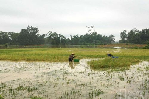 Mưa lớn gây ngập nhiều nơi ở huyện Phú Bình