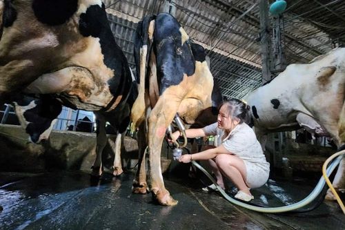 Sữa Ba Vì bị ảnh hưởng bởi thông tin thất thiệt